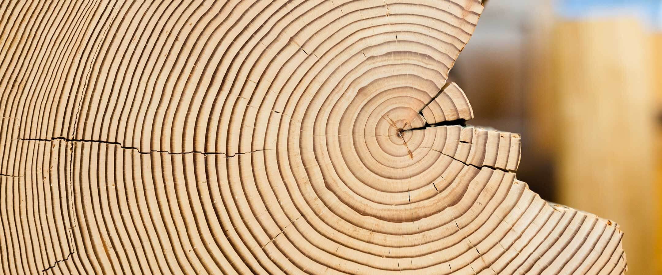 A cross section of a tree trunk with a jagged edge on the right-hand side.