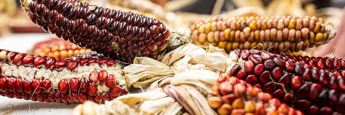 Dried cobs of red and dark yellow corn are braided together with their dried husks.
