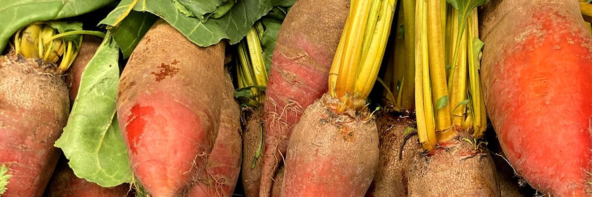 A close-up of beets lined up in a row. The beets are a dark red-orange color and are quite dirty. The stalks are a bright yellow, and the leaves are dark green.